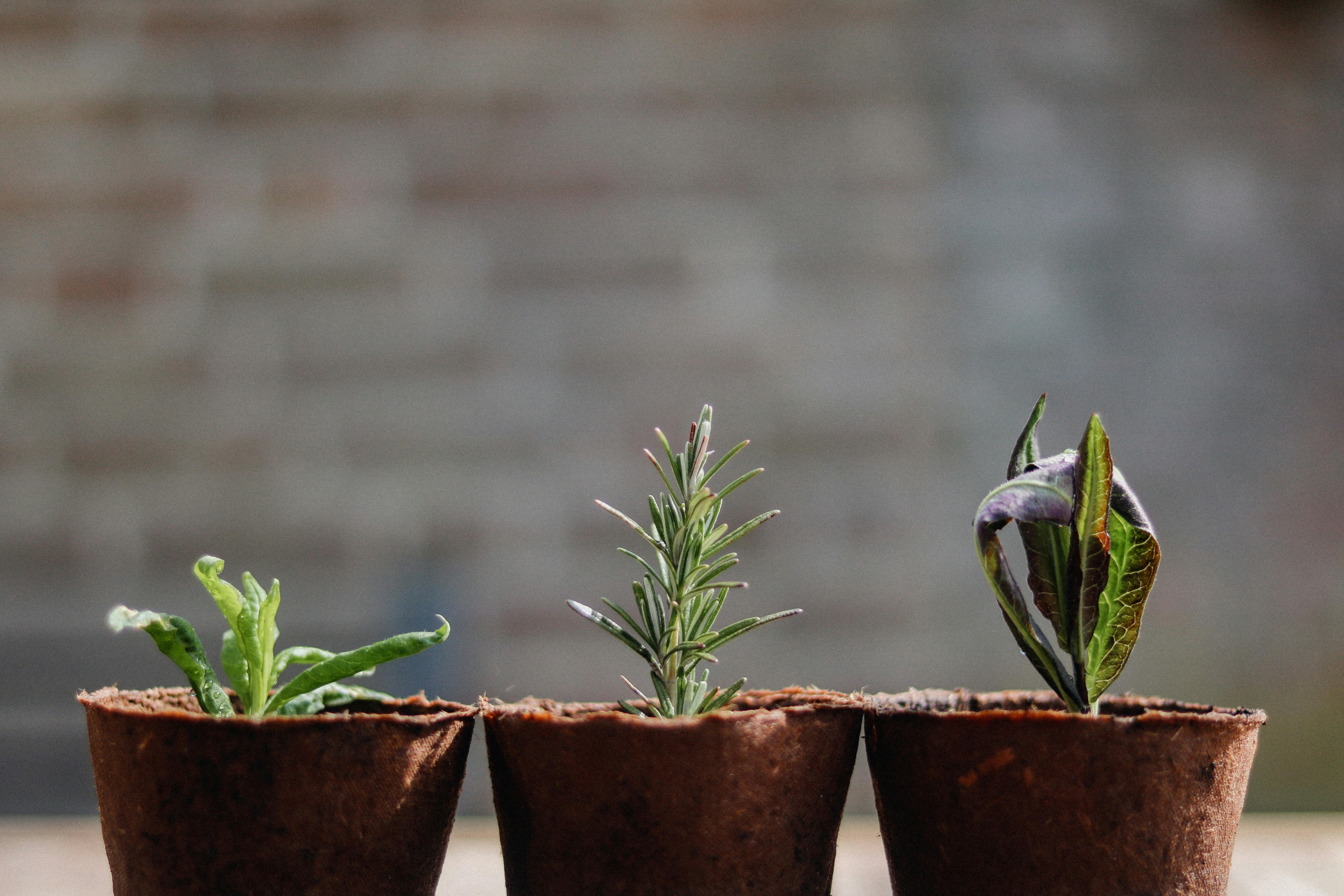 Autumnal Potting