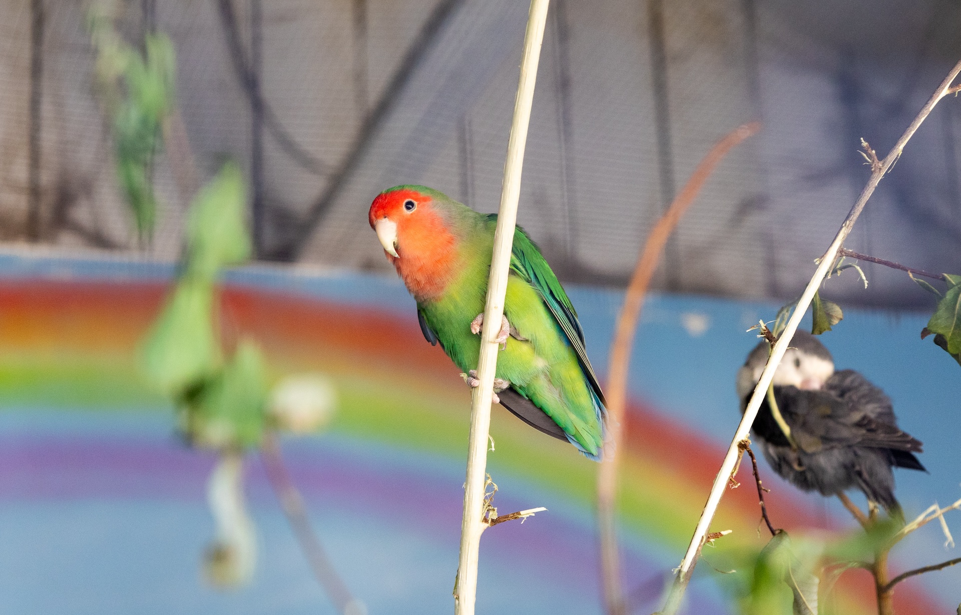 Aviary