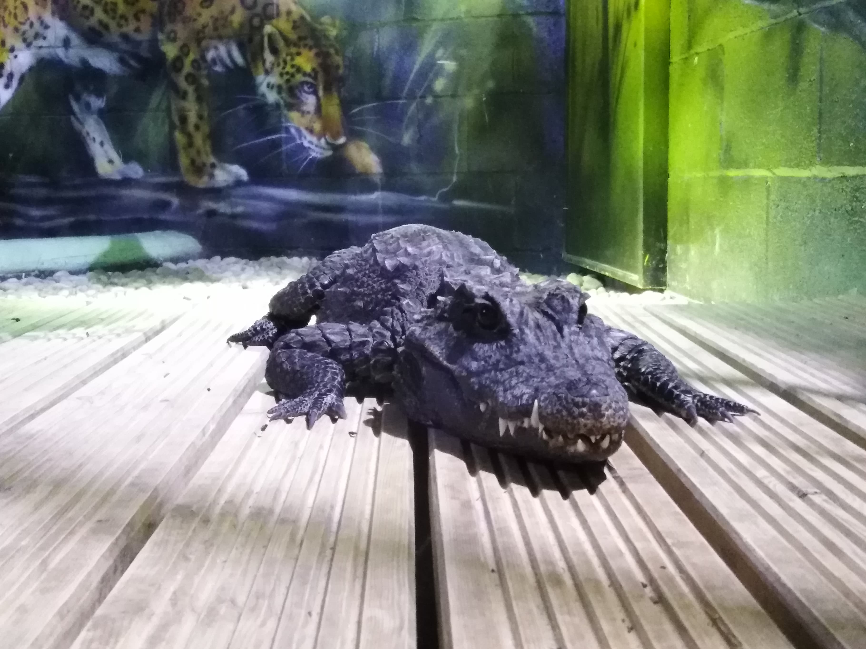 Animals Reptilehouse Crocodile