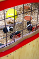 Petsplay Interior Guineapigs
